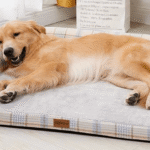 lit pour Chien orthopédique